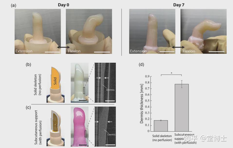 东大造出”活体皮肤”机器人手指！内置循环系统，7天不会干，还能自我修复