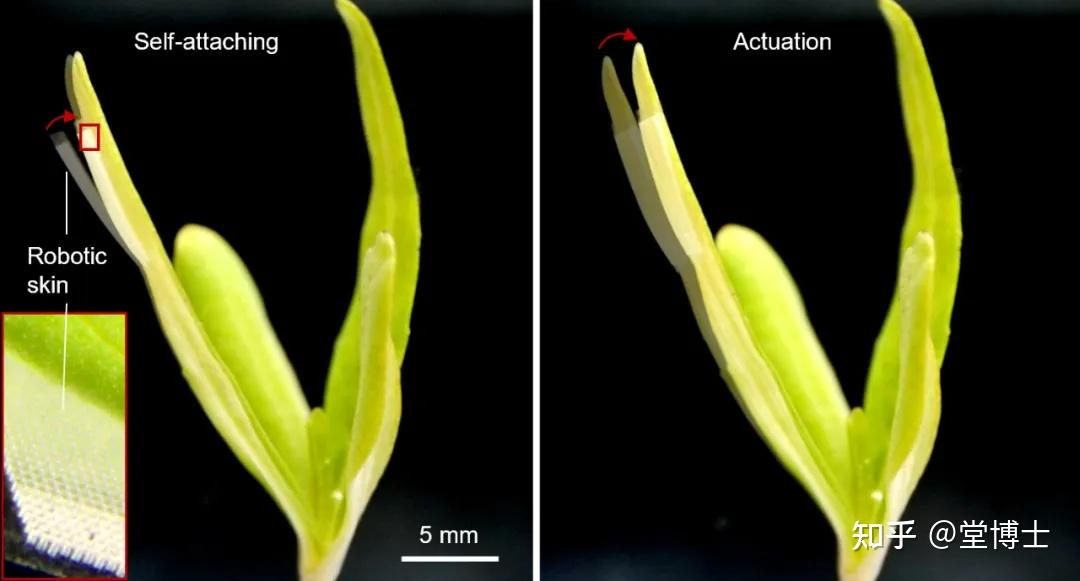 Nature正刊！ETH开发随声音运动的新型人造肌肉，为多个领域的发展提供新机会